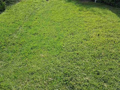 Lawn care service in Catonsville, 21228