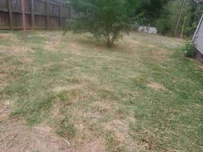 Lawn care service in Candler, 28715