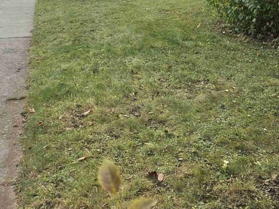 Lawn care service in Milwaukee, 53210