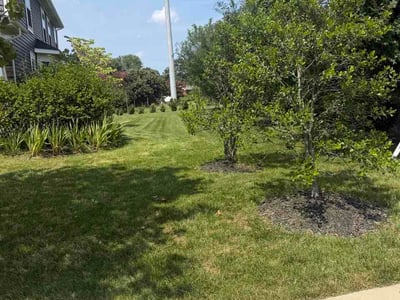 Lawn care service in Alexandria, 22310