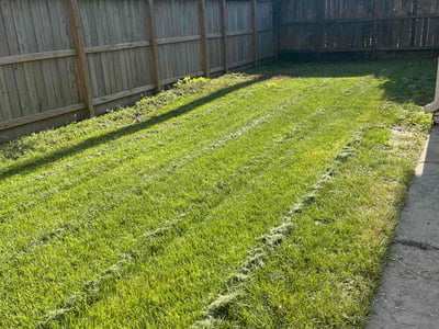 Lawn care service in Bellaire, 77401