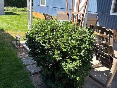 Lawn care service in Boise, 83704