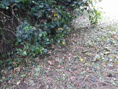 Lawn care service in Eugene, 97402