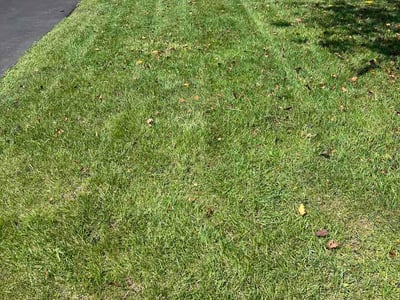 Lawn care service in Stafford, 22556
