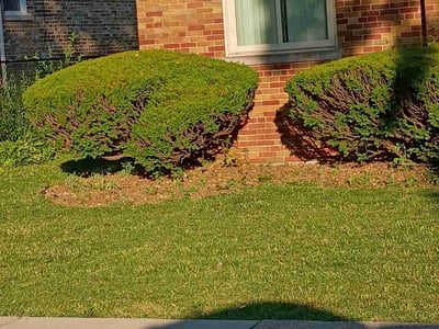Lawn care service in Chicago, 60643