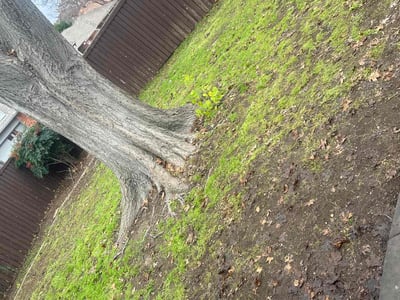 Lawn care service in Addison, 75001