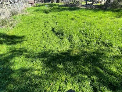 Lawn care service in Austin, 78734