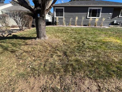 Lawn care service in , 