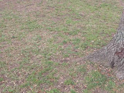 Lawn care service in , 
