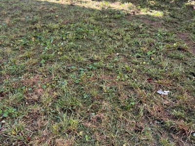 Lawn care service in Chicago, 60621