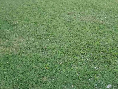 Lawn care service in Plano, 75023