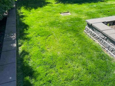 Lawn care service in Bellevue, 98004