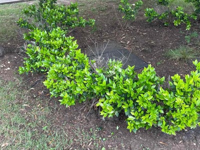 Lawn care service in Georgetown, 78628