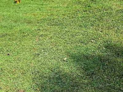 Lawn care service in Statesville, 28677