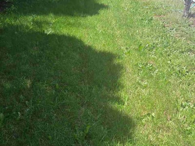 Lawn care service in Portland, 97233