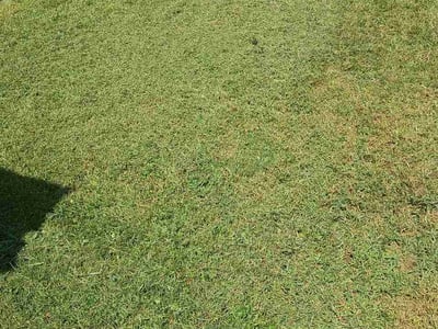Lawn care service in St. Louis, 63125