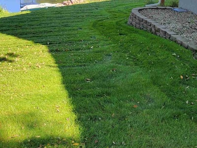 Lawn care service in Blaine, 55449