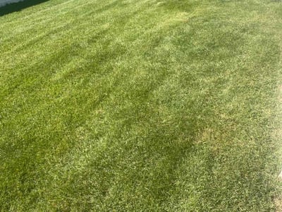 Lawn care service in Severance, 80550