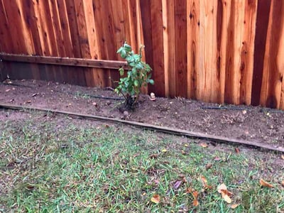 Lawn care service in Mather, 95655