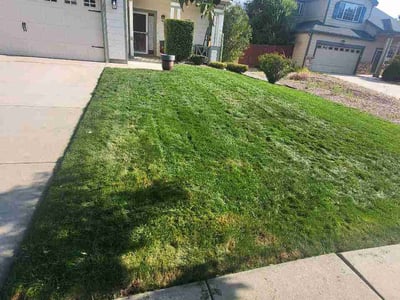 Lawn care service in Colorado Springs, 80916