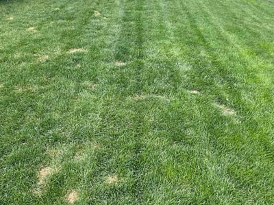 Lawn care service in Littleton, 80125