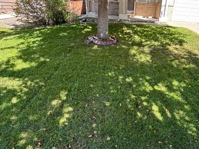 Lawn care service in Aurora, 80019