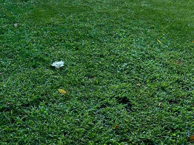 Lawn care service in Madison, 53714