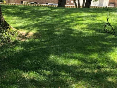Lawn care service in Baltimore, 21209