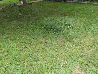 Lawn care service in Denver, 80210