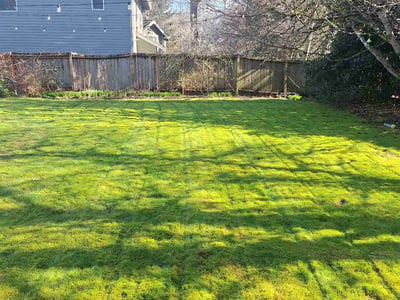 Lawn care service in Bellevue, 98004