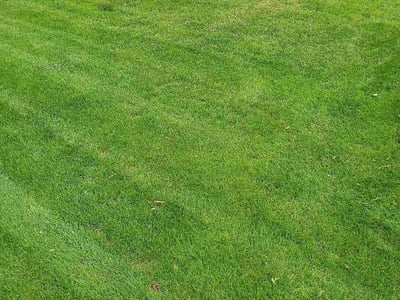 Lawn care service in Toledo, 43614