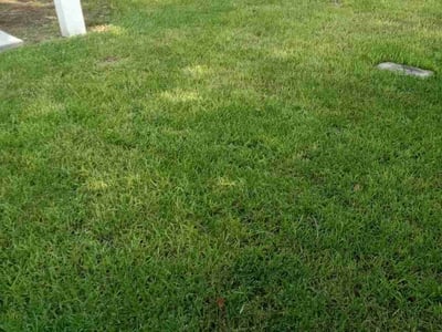 Lawn care service in Houston, 77022