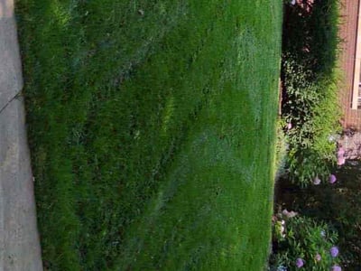 Lawn care service in Omaha, 68132