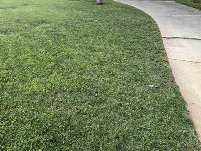Lawn care service in Raleigh, 27613