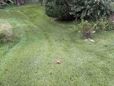 Lawn care service in Annapolis, 21401