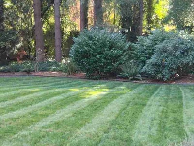Lawn care service in Bellevue, 98005