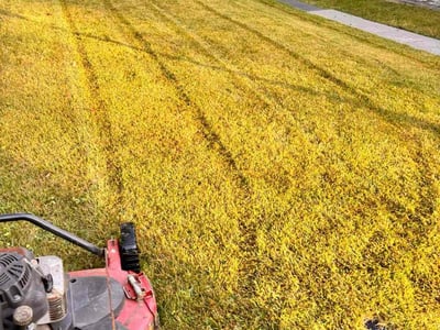 Lawn care service in Rockville, 20853