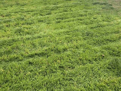Lawn care service in Rancho Cordova, 95670