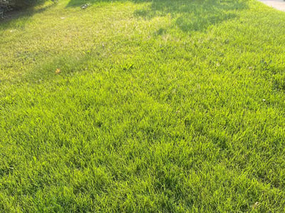Lawn care service in Denver, 80219