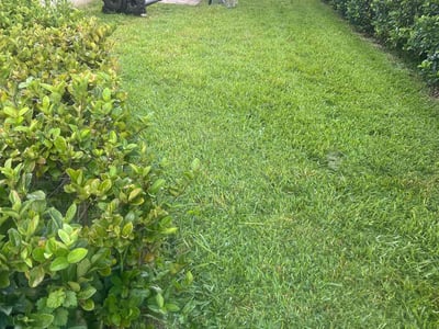 Lawn care service in Valrico, 33594
