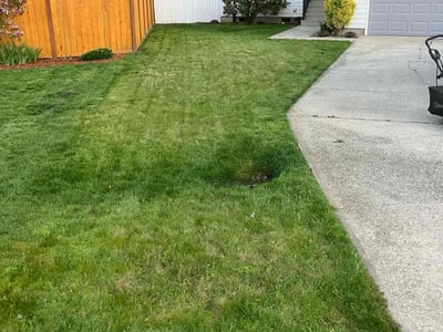 Lawn care service in Olympia, 98506