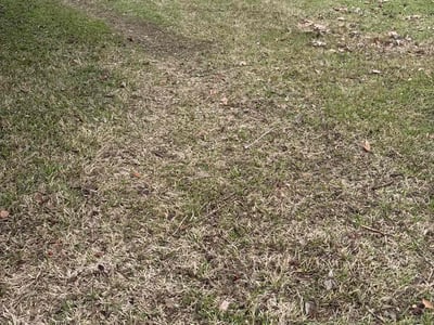 Lawn care service in Austin, 78757