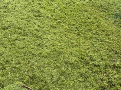 Lawn care service in Tampa, 33612