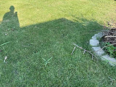 Lawn care service in Taylor, 48180