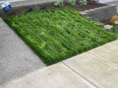 Lawn care service in Portland, 97229