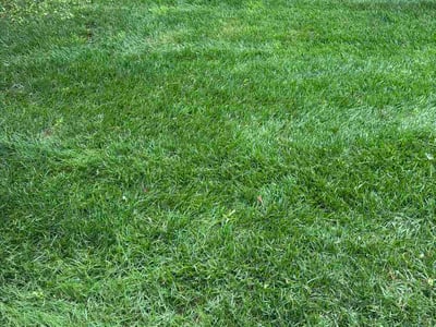 Lawn care service in Perry Hall, 21236