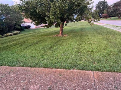 Lawn care service in Thompson's Station, 37179