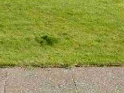 Lawn care service in Spokane, 99224