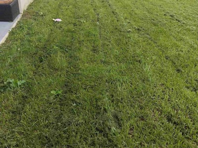 Lawn care service in Tampa, 33604
