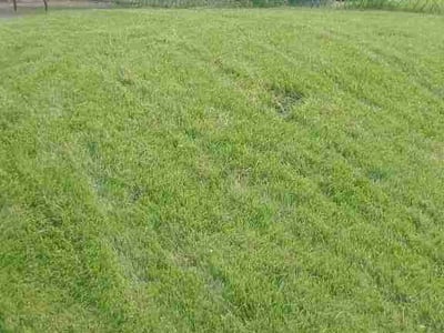 Lawn care service in Camden, 08103